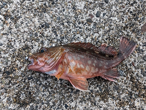 カサゴの釣果