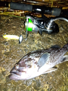 クロソイの釣果