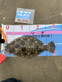 ヒラメの釣果