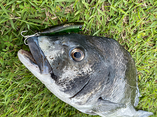 チヌの釣果