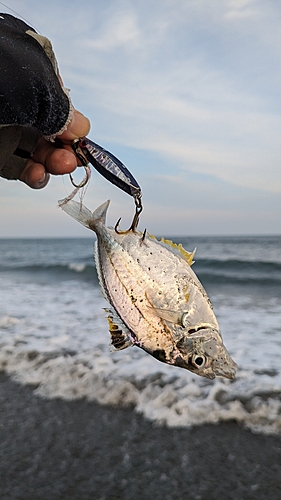 ヒイラギの釣果