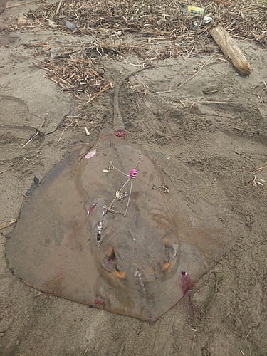 アカエイの釣果