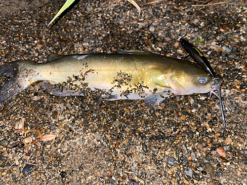 アメリカナマズの釣果