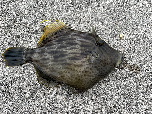 カワハギの釣果