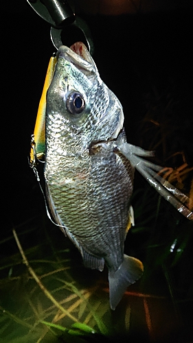 キビレの釣果