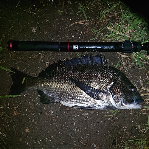 チヌの釣果