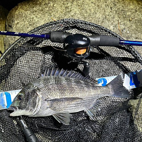 クロダイの釣果