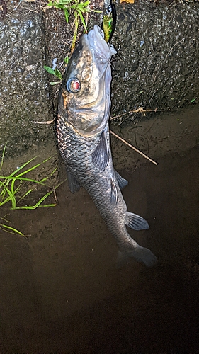 ニゴイの釣果