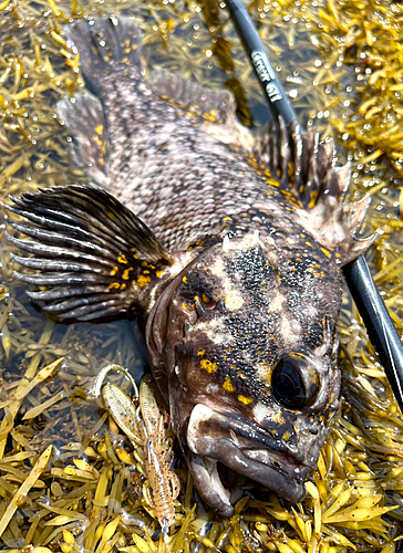 ハチガラの釣果