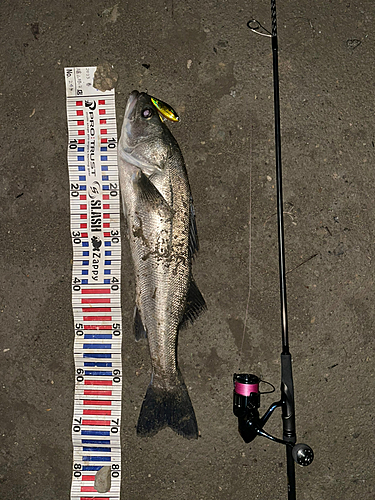 シーバスの釣果