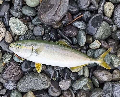 ワカシの釣果