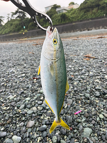 ワカシの釣果