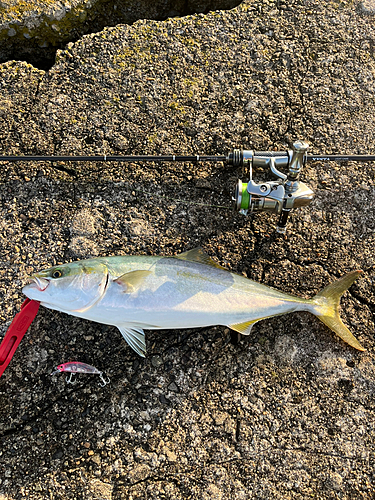 ツバイソの釣果