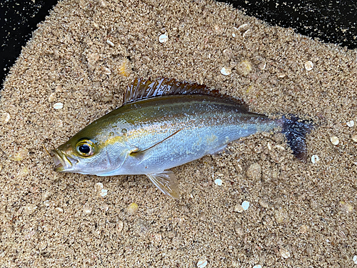 イサキの釣果