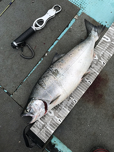 サクラマスの釣果