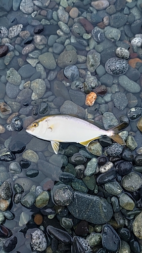 ショゴの釣果