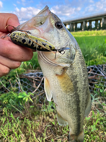 ラージマウスバスの釣果