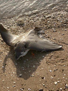 ナルトビエイの釣果