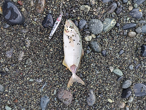 ショゴの釣果