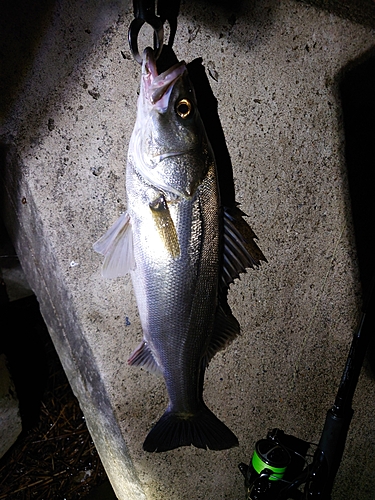 シーバスの釣果