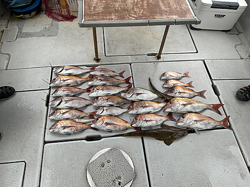 タイの釣果