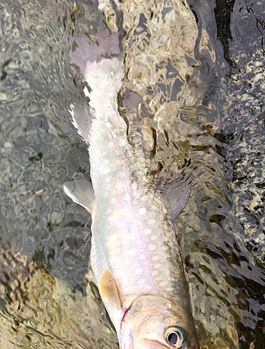 イワナの釣果