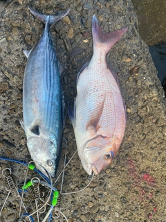 タイの釣果