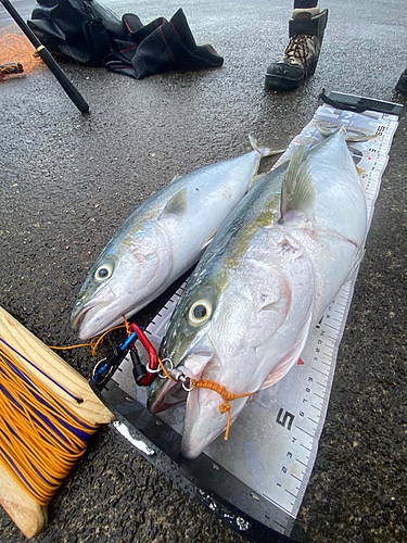 イナダの釣果