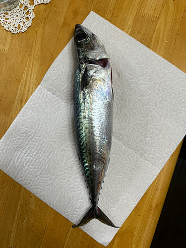 サバの釣果