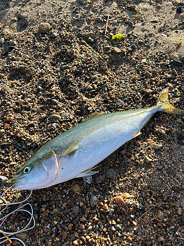 フクラギの釣果