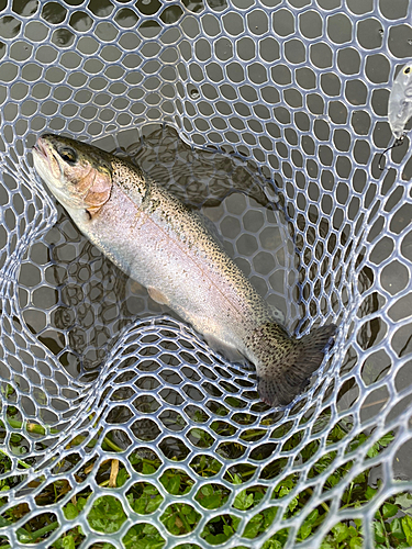 ニジマスの釣果