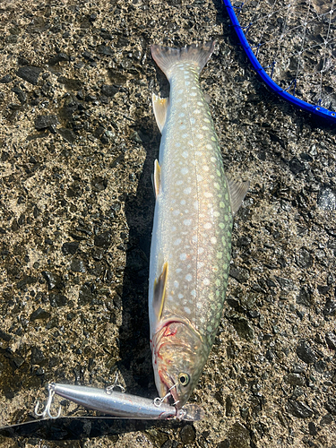 アメマスの釣果