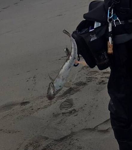 マゴチの釣果