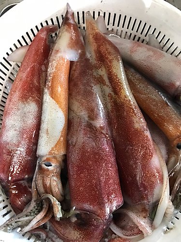 シロイカの釣果