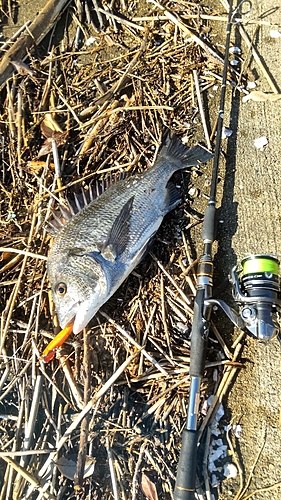 クロダイの釣果