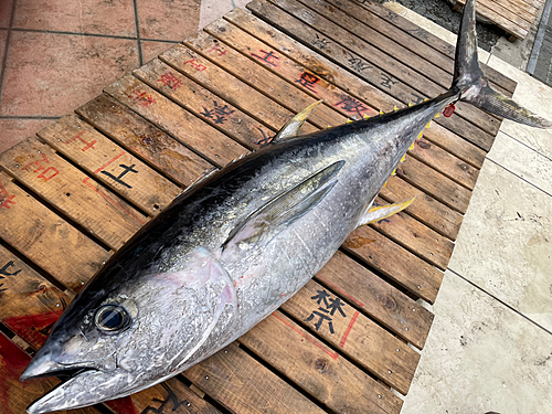 キハダマグロの釣果