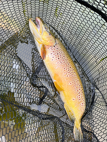 ブラウントラウトの釣果