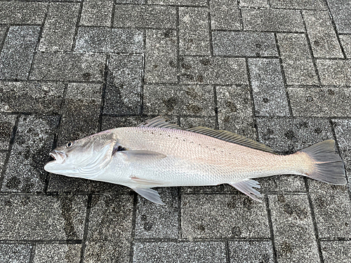 ニベの釣果