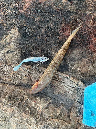 エソの釣果