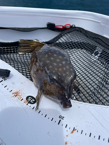 ハコフグの釣果