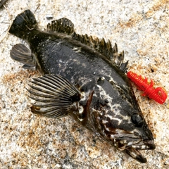 タケノコメバルの釣果