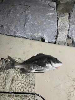 クロダイの釣果