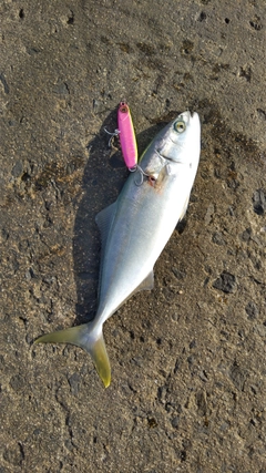 ツバスの釣果