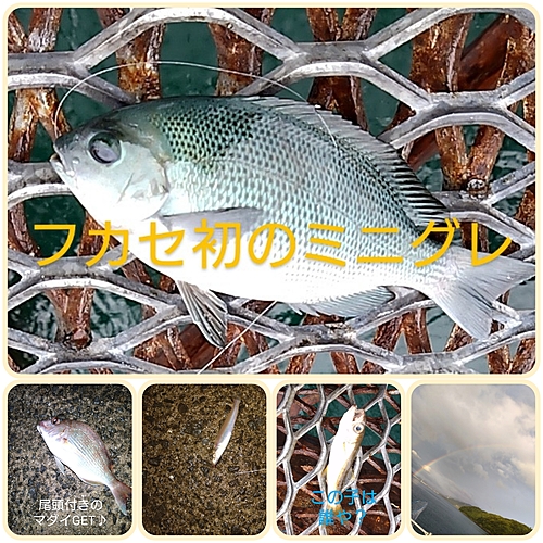 クチブトグレの釣果