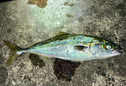 フクラギの釣果