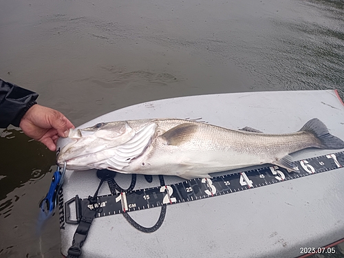 シーバスの釣果