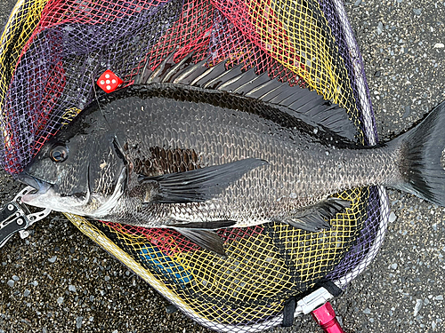 クロダイの釣果