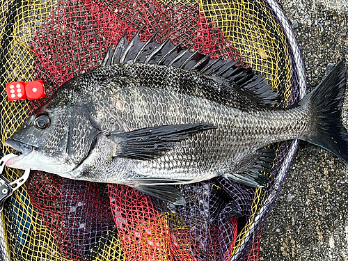 クロダイの釣果