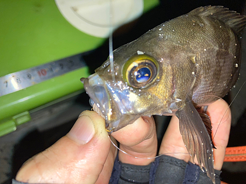 メバルの釣果