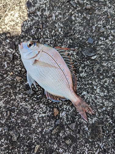 チダイの釣果